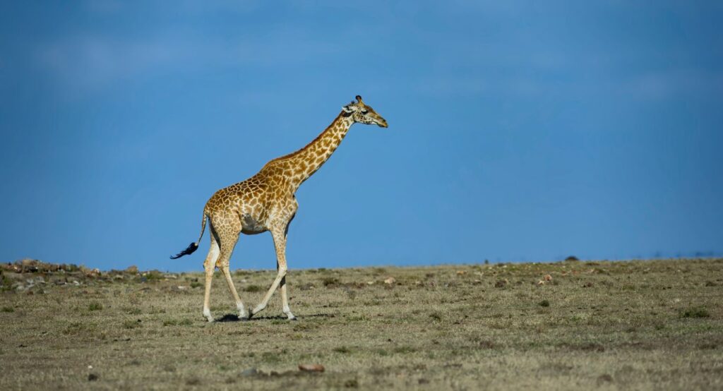 8 Best Destinations for Wildlife Photography