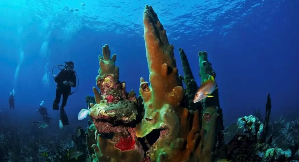 Top 6 Best Scuba Diving Spots