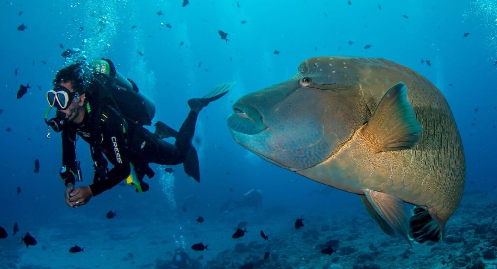 Top 6 Best Scuba Diving Spots