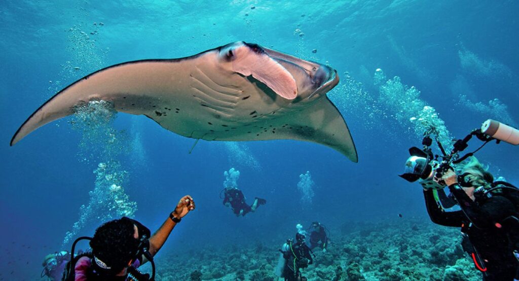 Top 6 Best Scuba Diving Spots